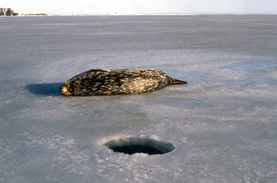 Weddell Seals - Antarctica Fact File